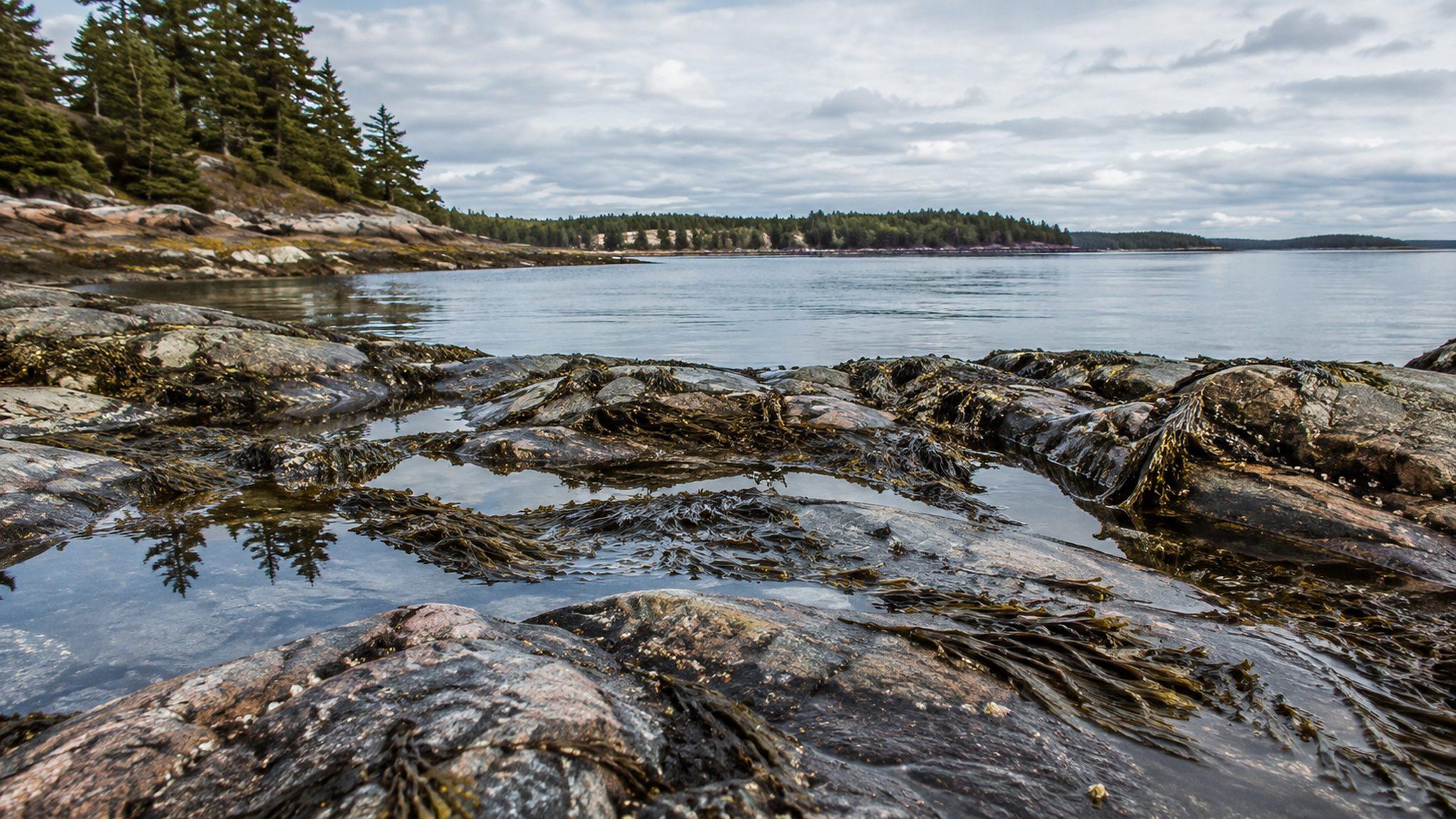 Tide pools on a rocky Maine shoreline at low tide