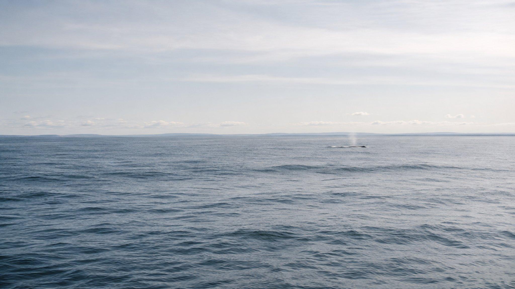 Open ocean off the Maine coast, a distant whale blow near the horizon