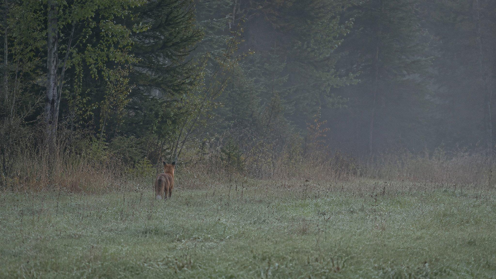A fox at the forest edge in morning mist near Nordhus Lodge